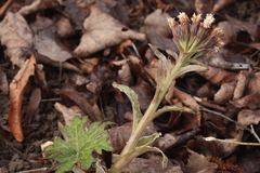 Petasites tatewakianus