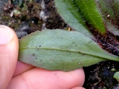 Plantago raoulii