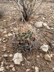 Coryphantha robustispina scheeri