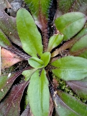 Plantago raoulii