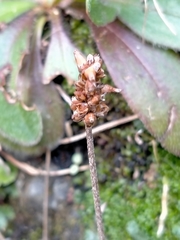 Plantago raoulii
