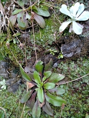 Plantago raoulii