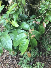 Antidesma platyphyllum