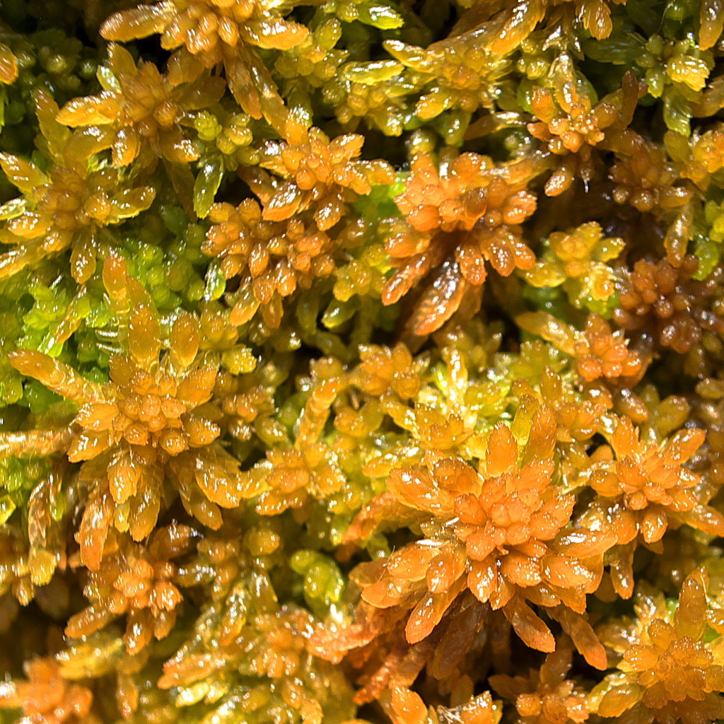 Sphagnum africanum