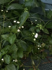 Ageratum conyzoides
