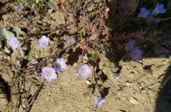 Phacelia douglasii