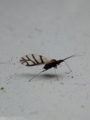 Neotoxoptera formosana