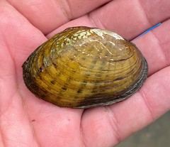 Cambarunio taeniatus