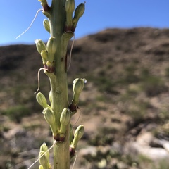 Agave schottii schottii