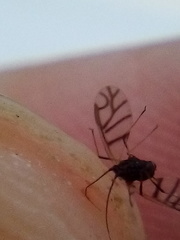 Neotoxoptera formosana