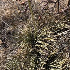 Agave schottii schottii