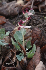 Corydalis ledebouriana