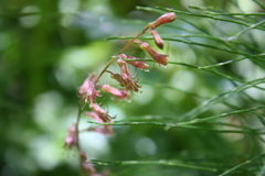 Tolmiea diplomenziesii