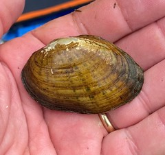 Cambarunio taeniatus