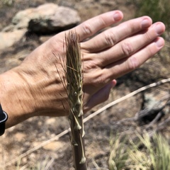 Agave schottii schottii