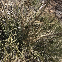 Agave schottii schottii