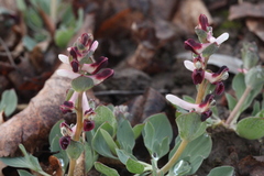 Corydalis ledebouriana