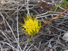 Leucospermum gracile