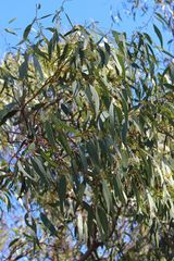 Eucalyptus porosa