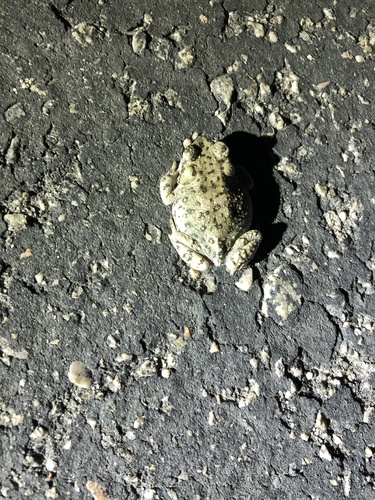 iNaturalist observation photo of Red-spotted Toad