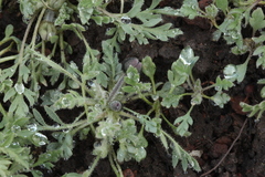 Papaver chakassicum