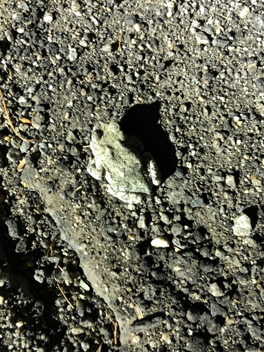 iNaturalist observation photo of Red-spotted Toad