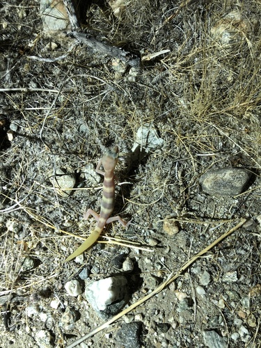 iNaturalist observation photo of Western Banded Gecko