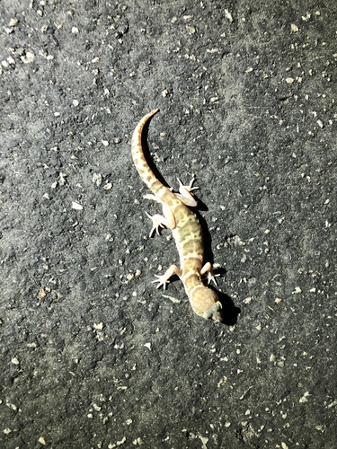 iNaturalist observation photo of Western Banded Gecko