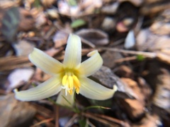 Erythronium citrinum