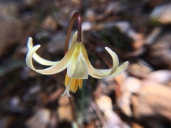 Erythronium citrinum