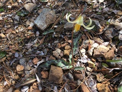 Erythronium citrinum