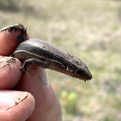 Plestiodon anthracinus