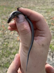 Plestiodon anthracinus