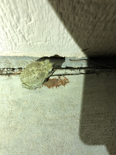 iNaturalist observation photo of Red-spotted Toad