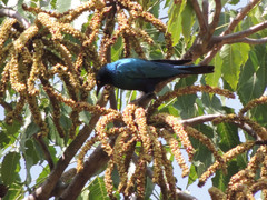 Cussonia