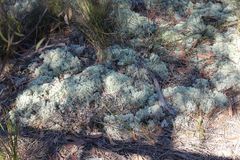 Pulchrocladia ferdinandii