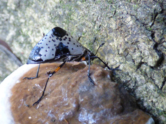 Cypherotylus debauvei