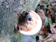 Cypherotylus debauvei