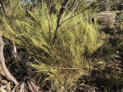 Choretrum glomeratum