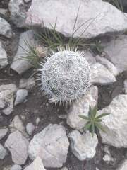 Mammillaria haageana haageana