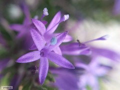 Merciera azurea