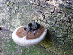 Cypherotylus debauvei