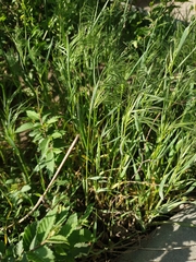 Bromus tectorum