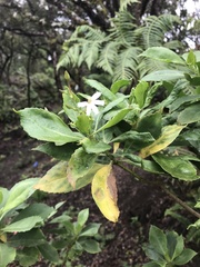 Scaevola gaudichaudiana