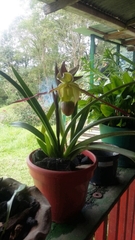 Phragmipedium
