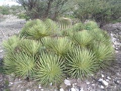 Agave stricta