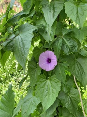 Ipomoea cairica