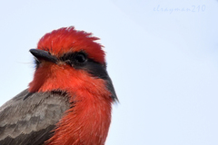 Pyrocephalus rubinus