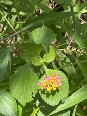 Lantana camara