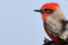 Pyrocephalus rubinus